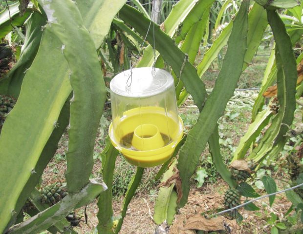 Nuevas medidas control mosca de la fruta 