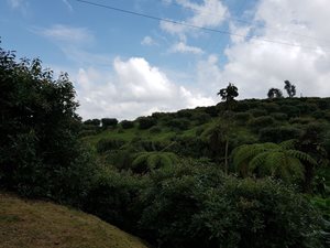 Aguacate-7.jpg