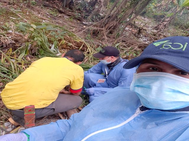 Con el apoyo del ICA, productores del Guaviare protegen la sanidad en la producción de chontaduro