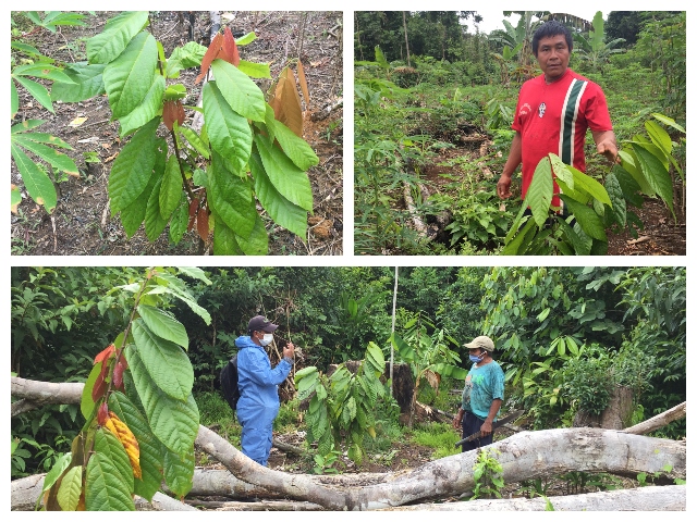Con visitas fitosanitarias, el ICA garantiza la sanidad en la producción de cacao de comunidades indígenas del Vaupés