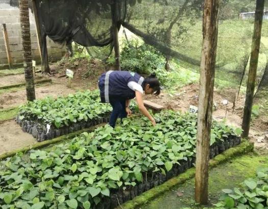 Viveros del Putumayo son monitoreados por el ICA