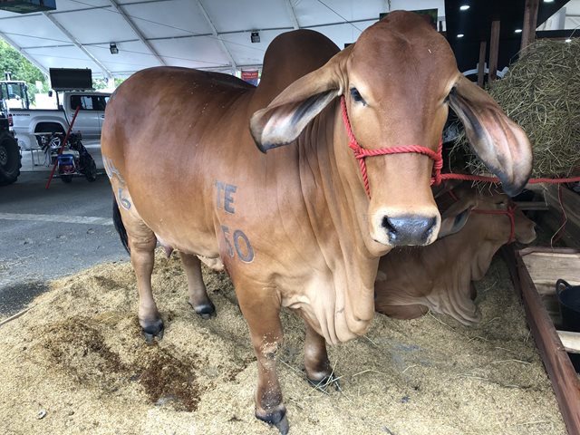 Inició el Congreso Mundial Brahman y Exposición Nacional Cebú 2018