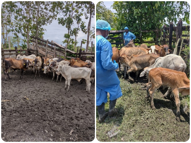 Estricta vigilancia y control del ICA para mantener al Chocó libre de fiebre aftosa