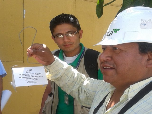 Experto mexicano recorre zonas frutícolas del país para evaluar riesgos de moscas de la fruta
