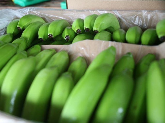 El ICA  le recuerda a empresas, productores, y dueños de predios de frutas, hortalizas y plantas aromáticas con destino a la exportación, que deben registrarse ante la entidad
