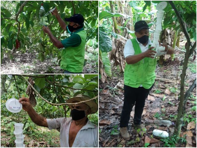 El ICA trabaja para controlar  los escarabajos presentes en cultivos de aguacate en los Montes de María 