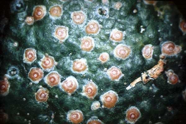 El ICA intercepta plaga exótica para Colombia en cargamentos de cítricos procedentes de Estados Unidos y España