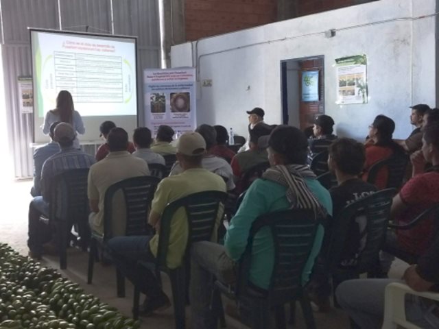 El ICA socializa las medidas sanitarias para evitar el ingreso de la enfermedad más destructiva para los cultivos de plátano y banano
