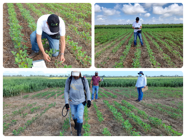 Supervisión a la evaluación de eficacia en cultivo de soya.