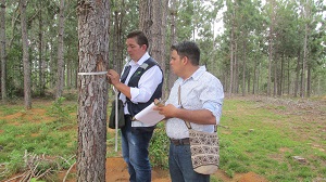 Fotos-Forestales-2.JPG Fotos-Forestales-2.JPG