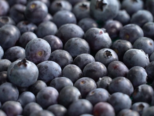 Nación Berries, impulso a la producción de arándano colombiano en el mundo 