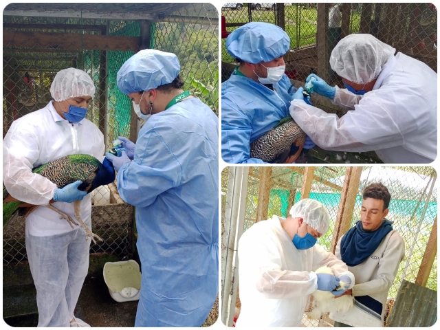 Avanzan las actividades sanitarias para hacerle frente al Newcastle en el Cauca 