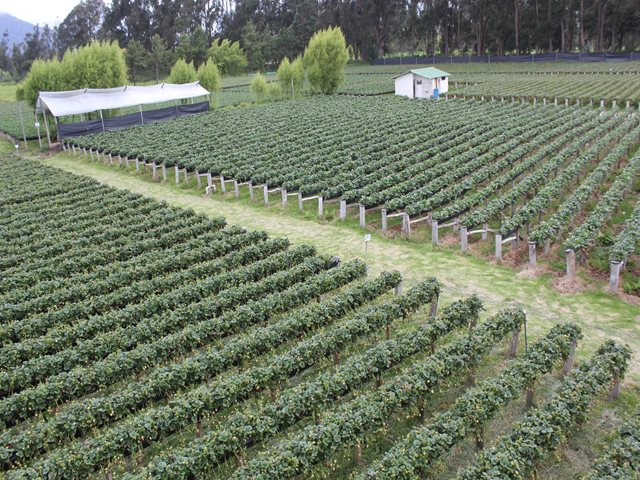 En enero de 2019 vence plazo para actualizar el registro ICA como predio productor y/o exportador de frutas, hortalizas y aromáticas
