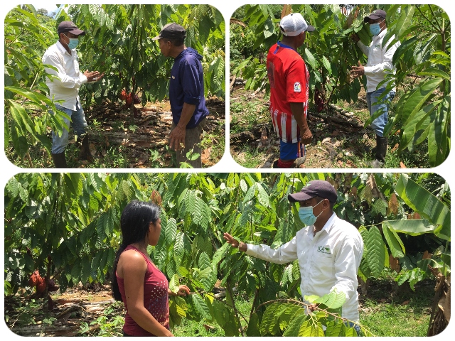Visitas a cultivos de cacao.
