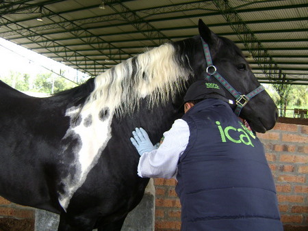 Ica establece requisitos para cabalgata en Bogotá