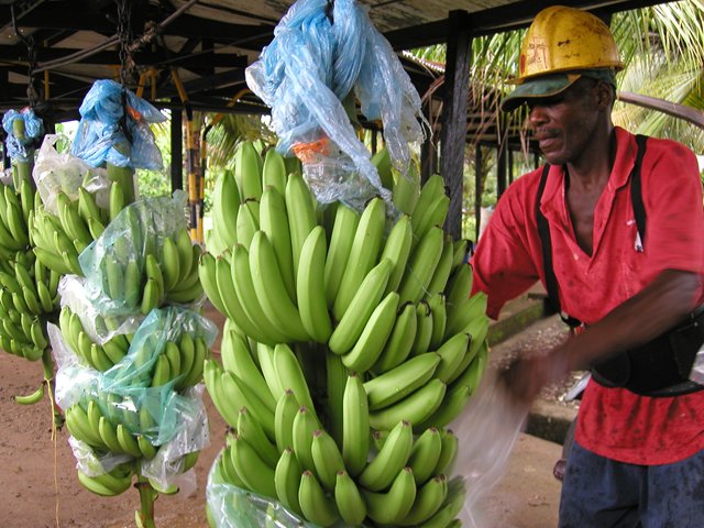 Colombia y Holanda  unen esfuerzos para evitar el ingreso de enfermedad devastadora del banano y plátano al país 