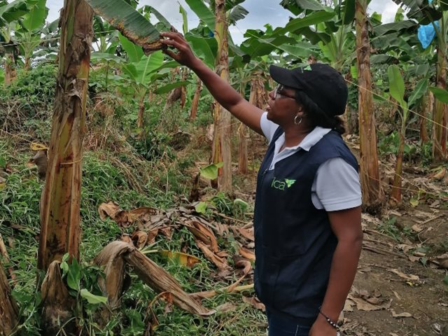Cultivos de plátanos en el Chocó, son inspeccionados por el ICA