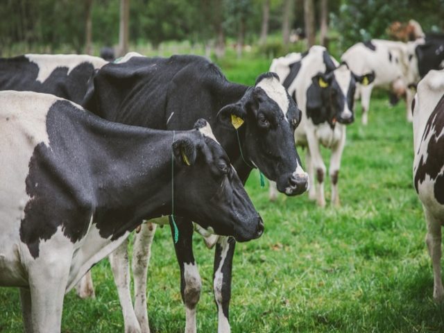 Con programa de apoyo a la comercialización se busca reactivar compra de leche en varias regiones del país