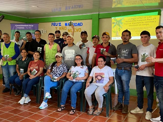 El ICA fortaleció las capacidades de los productores de plátano en Arauca para prevenir el fusarium R4T
