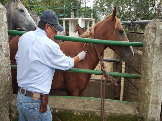 En el Meta, el ICA vacuna contra la encefalitis equina venezolana 