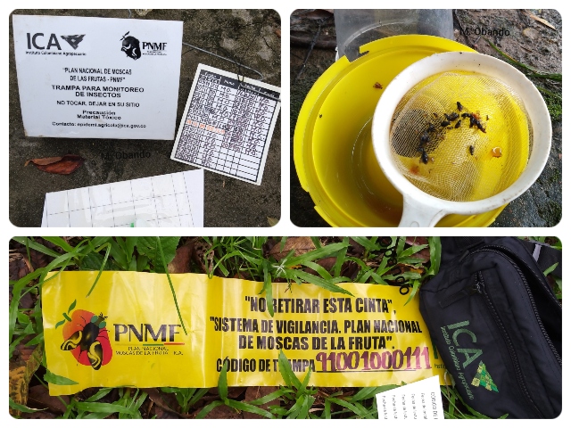 ICA monitorea trampas de la mosca de la fruta. 