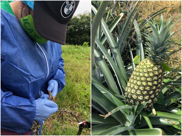 En Casanare se trabaja por una producción agrícola competitiva y productiva  
