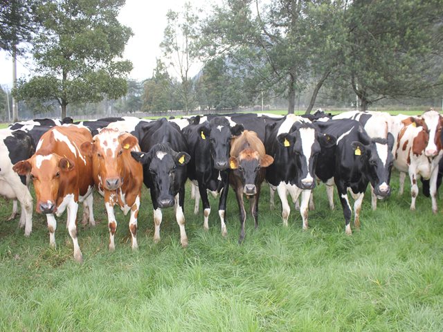 A partir del 16 de noviembre se levanta zona de contención por fiebre aftosa en Arauca, Casanare, Boyacá y Cundinamarca