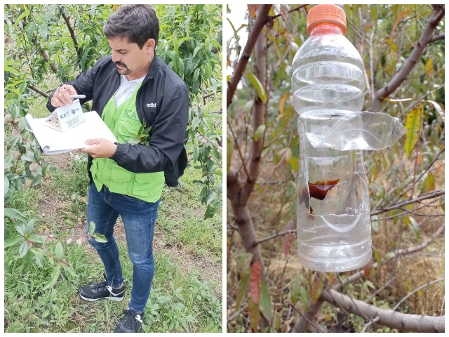 Inspección fitosanitaria a cultivos y capacitación a agricultores.   
