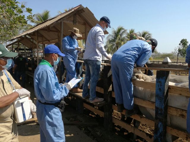 110 predios de Arauca lograron la Autorización Sanitaria y de Inocuidad 