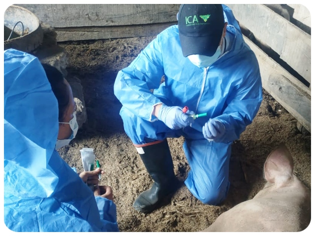 En ICA en trabaja para asegurar la porcicultura en Cundinamarca 