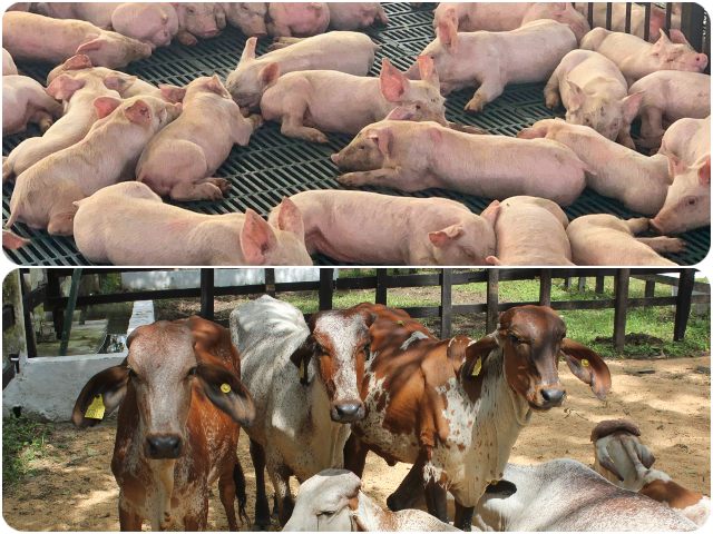 Admisibilidad de carne bovina y carne porcina. 