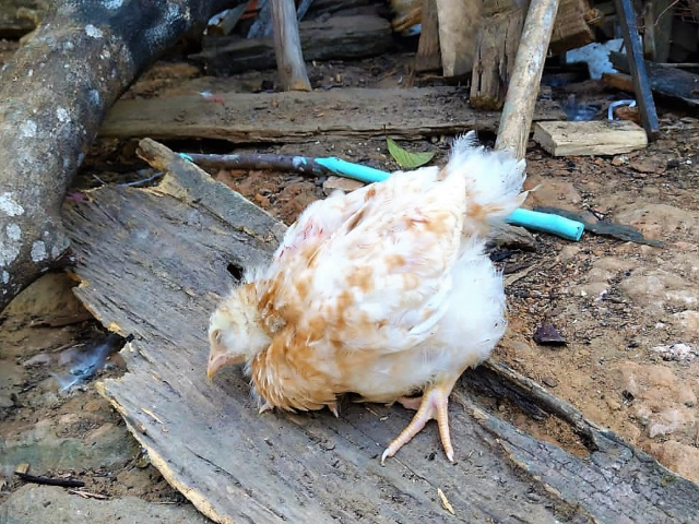  El ICA en Vaupés, un aliado estratégico para el diagnóstico de enfermedades en aves