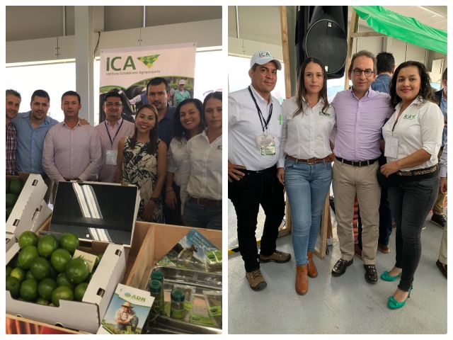 Productores antioqueños cosechan y venden a la fija 