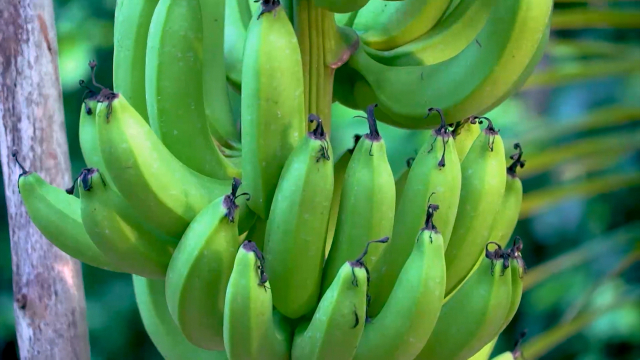 Foto-ICA-Reunion-en-pro-de-la-sanidad-del-cultivo-de-platano-y-banano-1.jpg