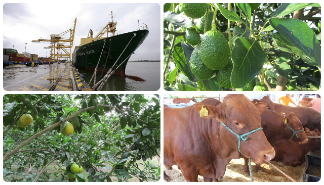 El ICA aliado de los productores agropecuarios para la apertura de los mercados internacionales