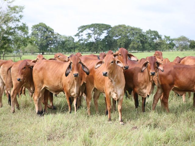 En consulta pública proyecto de resolución para la manipulación y verificación del virus de la fiebre aftosa. 