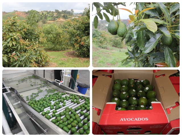 Colombia logra ampliación de las áreas para exportación de aguacate Hass a China 