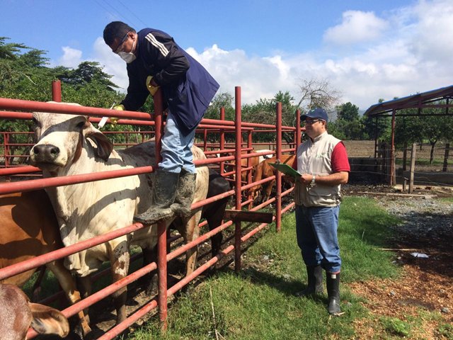 El ICA amplió plazo para vacunar contra la fiebre aftosa y brucelosis bovina en algunos municipios  de Antioquia, Bolívar   y  Cesar 