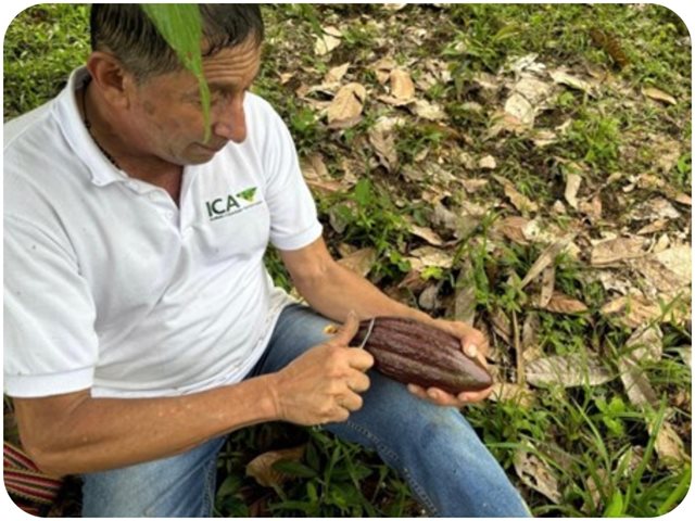 En Santander, realizamos acompañamiento a cultivadores de cacao para afianzar su competitividad en los mercados del mundo