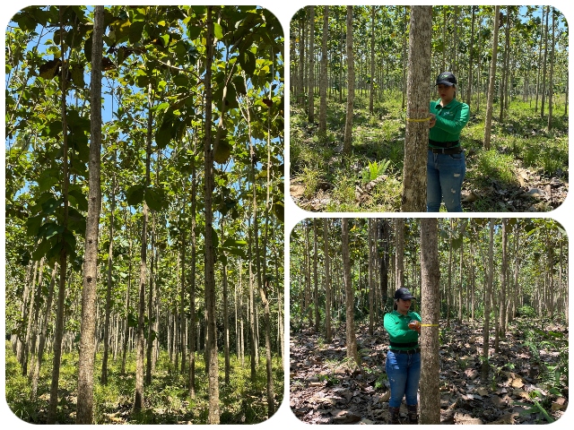 Chaparral, tierra firme para el cultivo de Teca 
