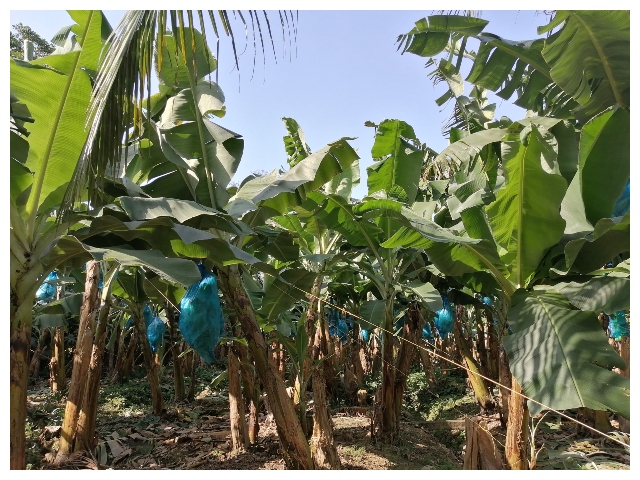 El ICA programó 2do curso internacional de prevención del Fusarium R4T