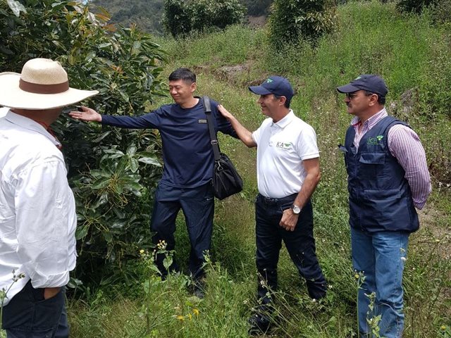 Delegación China visita cultivos y planta empacadora de aguacate Hass con el fin de conocer los procesos de producción para la admisibilidad de esta fruta