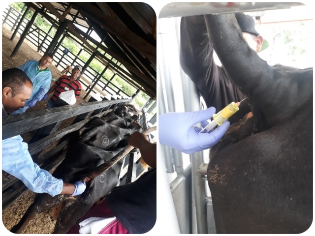 En La Guajira, avanza la toma de muestras en predios en proceso de saneamiento por brucelosis