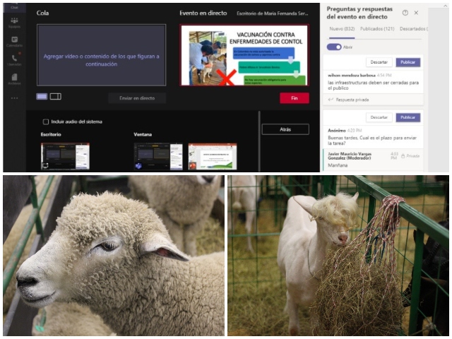 Taller virtual BPG para ovinos y caprinos