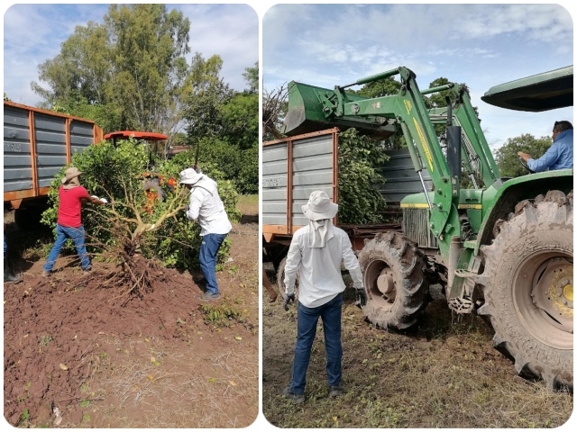 En Cesar, acciones fitosanitarias para hacerle frente al HLB de los cítricos  