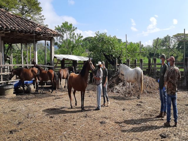 Vacunación contra la Encefalitis Equina Venezolana en Caldas