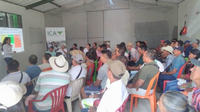 En el Nariño, el ICA socializa programas de control y prevención de plagas cuarentenarias en cultivos de cítricos
