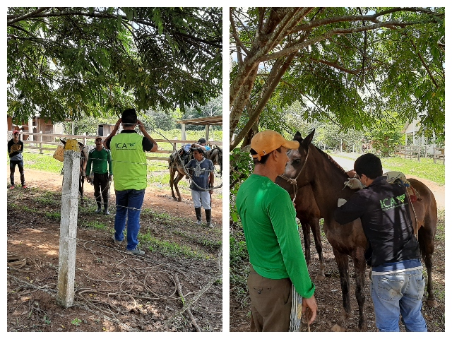 En el Guaviare el ICA controla y previene la Encefalitis Equina Venezolana con jornadas de vacunación