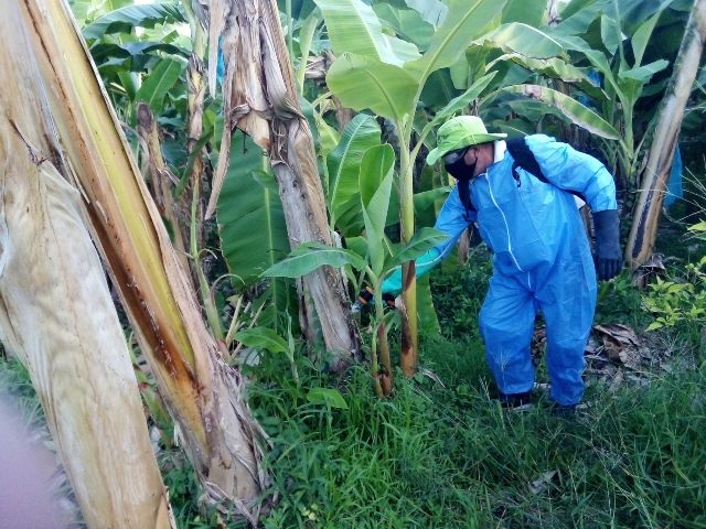 Jornada de erradicación de moko del plátano y banano en Magdalena 