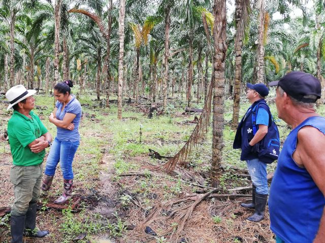 El ICA y los productores agrícolas protegen los cultivos de chontaduro en el Guaviare